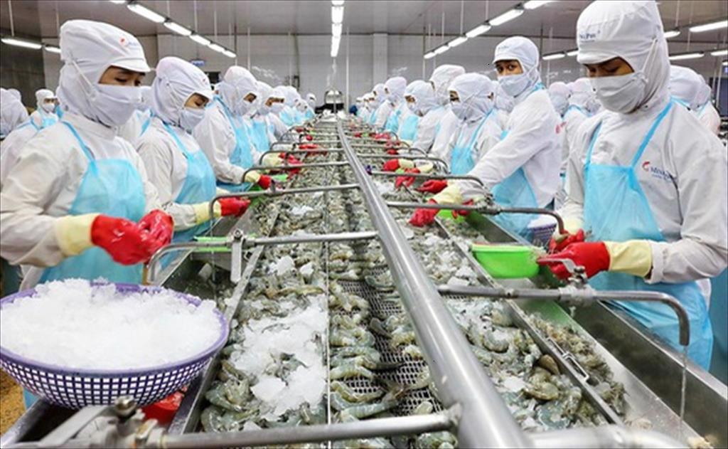 Nhà máy Chế biến Thủy sản trong dây chuyền tự động hóa 2 Nhà máy chế biến thủy sản tôm